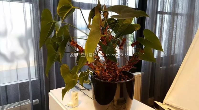 辦公室植物的養(yǎng)護